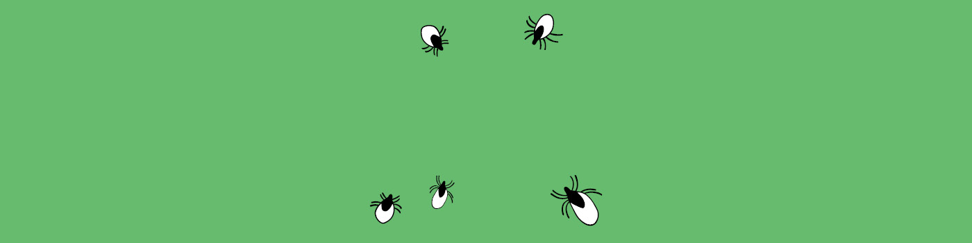 Flått som har bitt seg fast i huden og suger blod. 