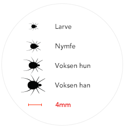 Skogflåtten har 4 utviklingstadier: larve, nymfe, voksen hun og voksen han. 