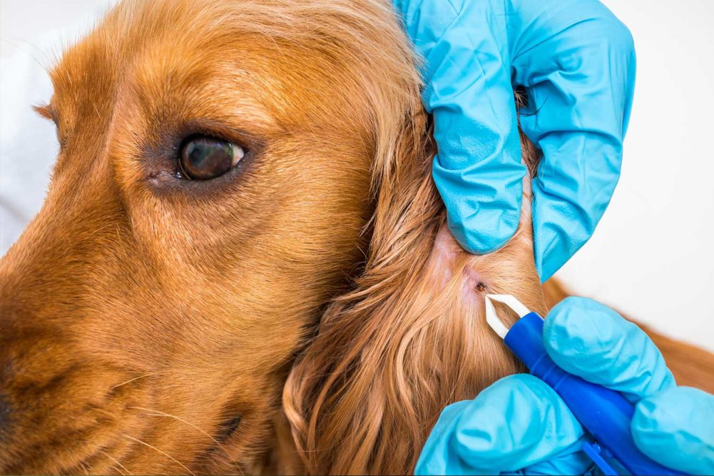 Flåttbitt på innsiden av øret til hunden og som fjernes med pinsett. 