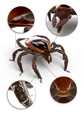 pfizer-flattvett-flatt-biteredskap Flåttens biteredskap.